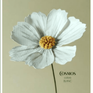 Cosmos