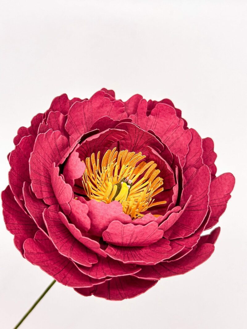 Pivoine – Image 3