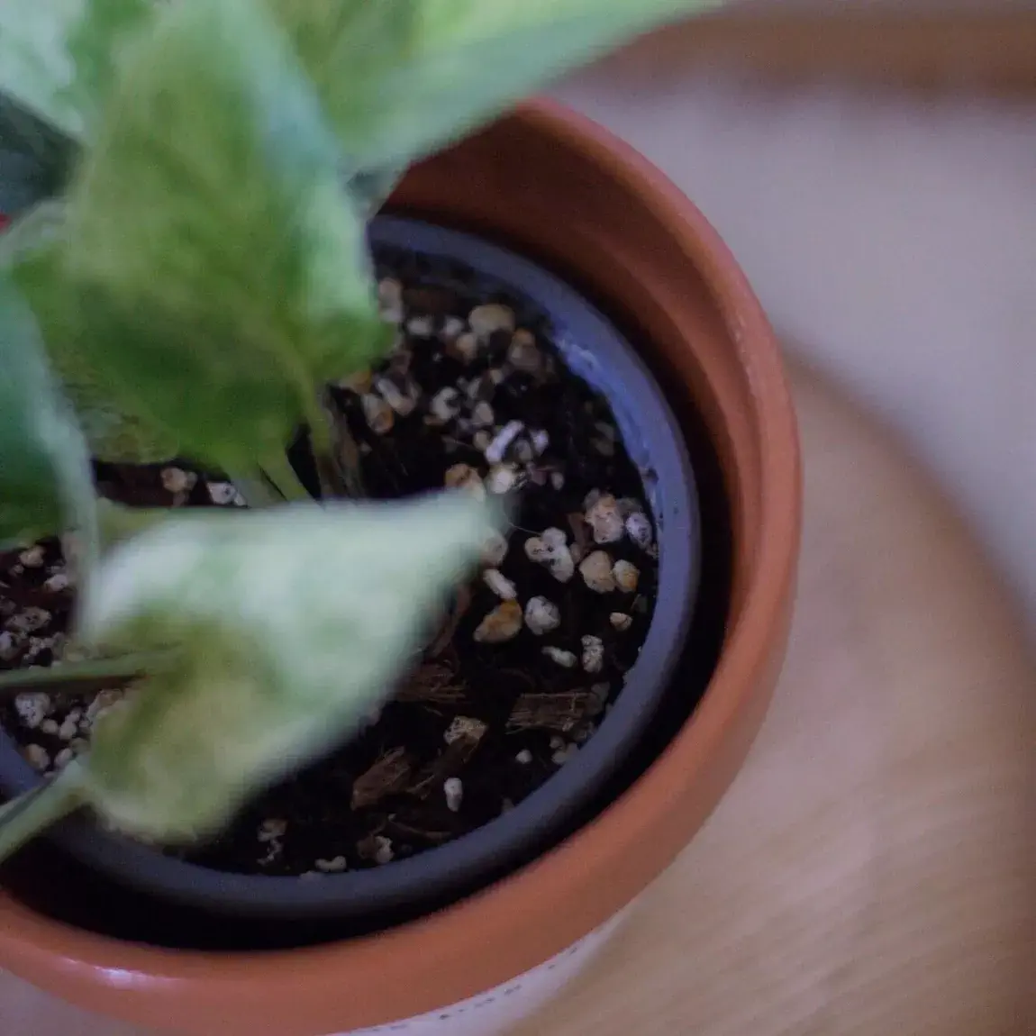 Pot de fleur - Cultiver le bonheur – Image 2