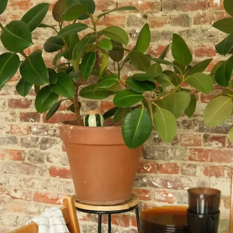 OLLA - Rayé vert – Image 4