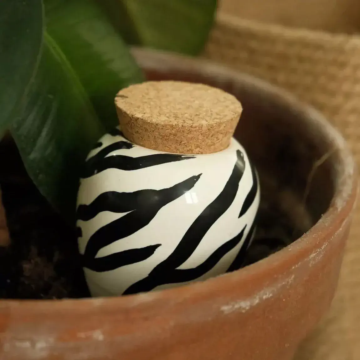 OLLA - Zèbre – Image 2