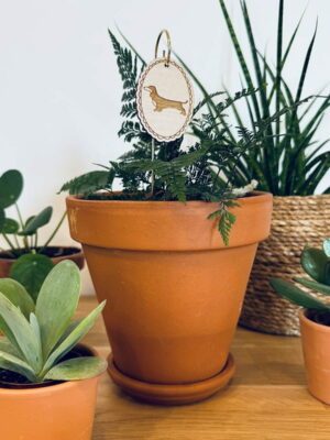 Pic botanique - Teckel