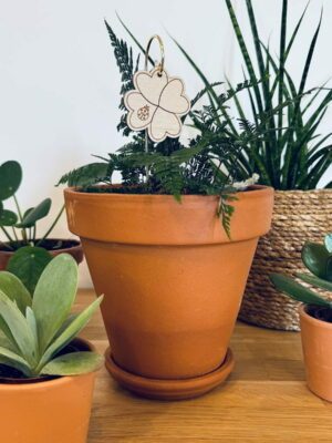 Pic botanique - Trèfle